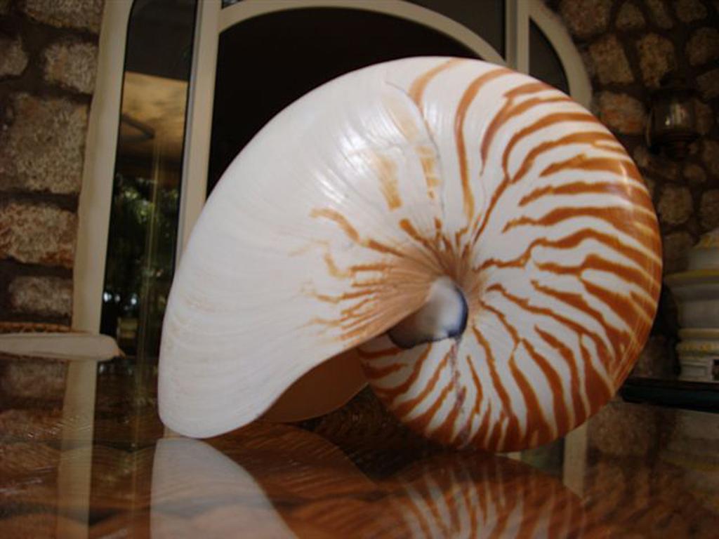 Nautilus 3*
