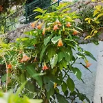 Casa Silvana, Capri - Relaxando En El Verde