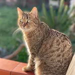 La Musa