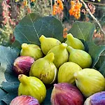 Il Cigno B&B
