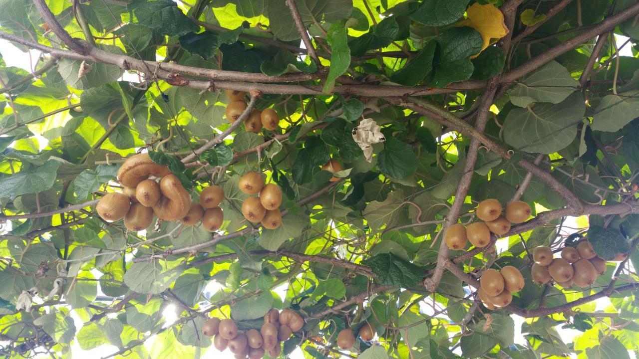 Dei Fiori Oda ve Kahvaltı Capri