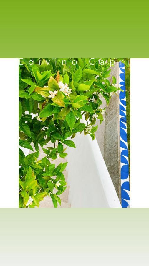 Edivino Design Bed & Breakfast Capri