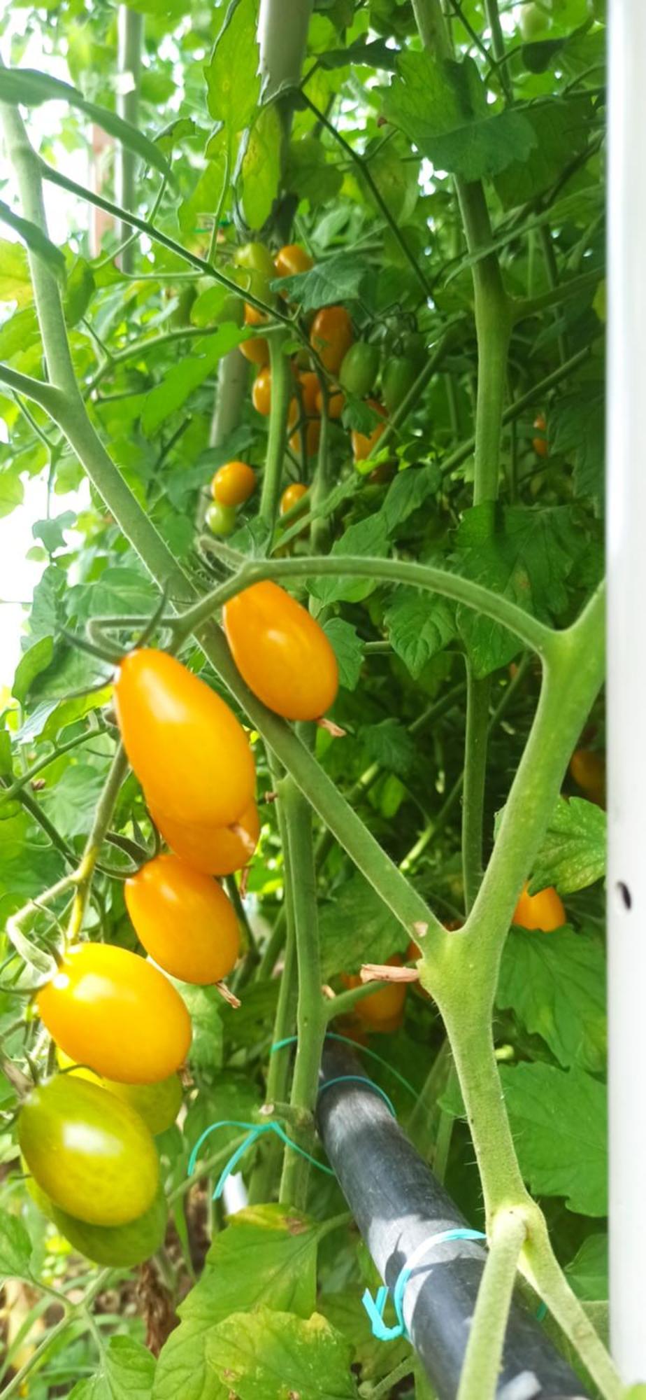 Dei Fiori Oda ve Kahvaltı