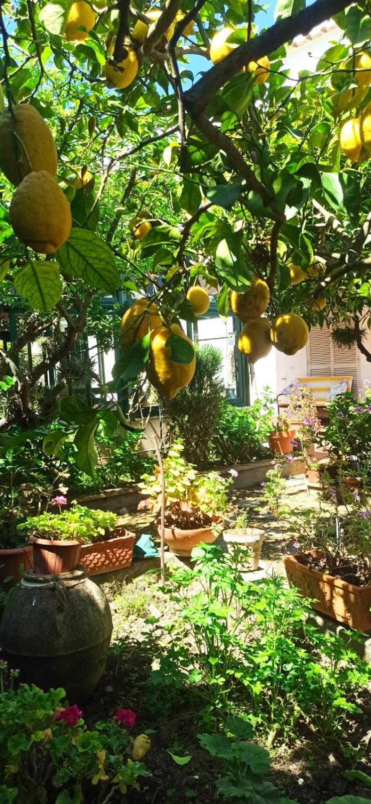 Dei Fiori Oda ve Kahvaltı Capri