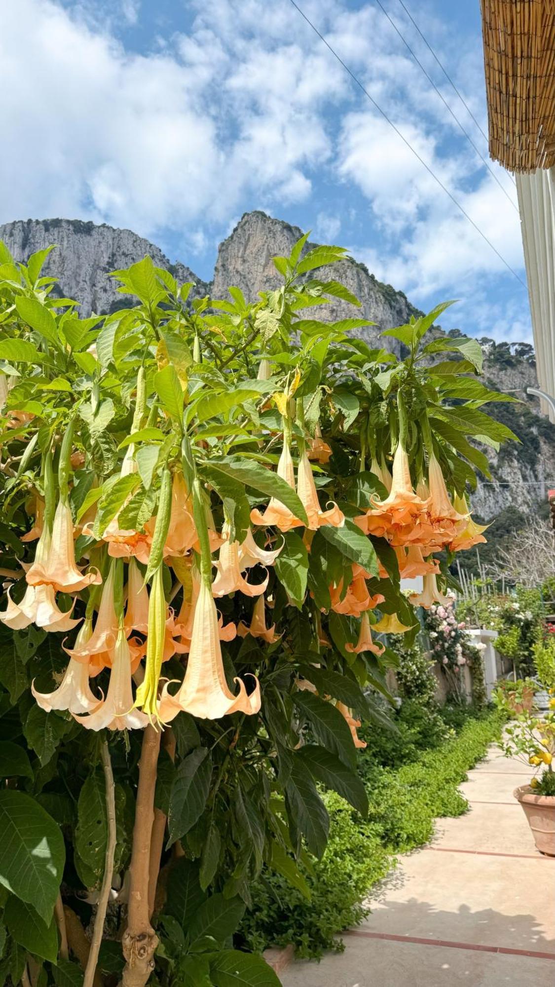 Il Cigno Capri