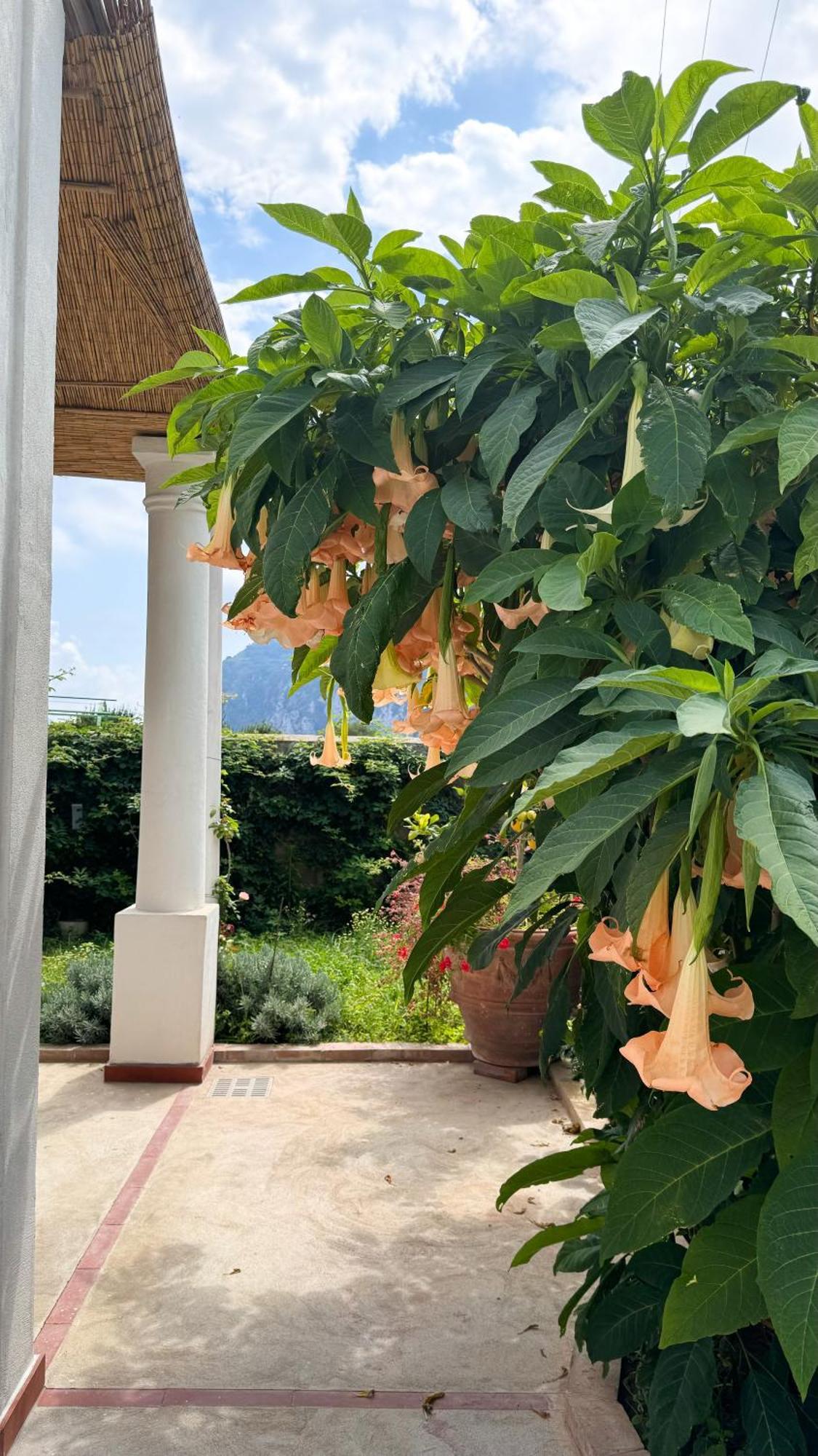 Il Cigno Bed & Breakfast Capri
