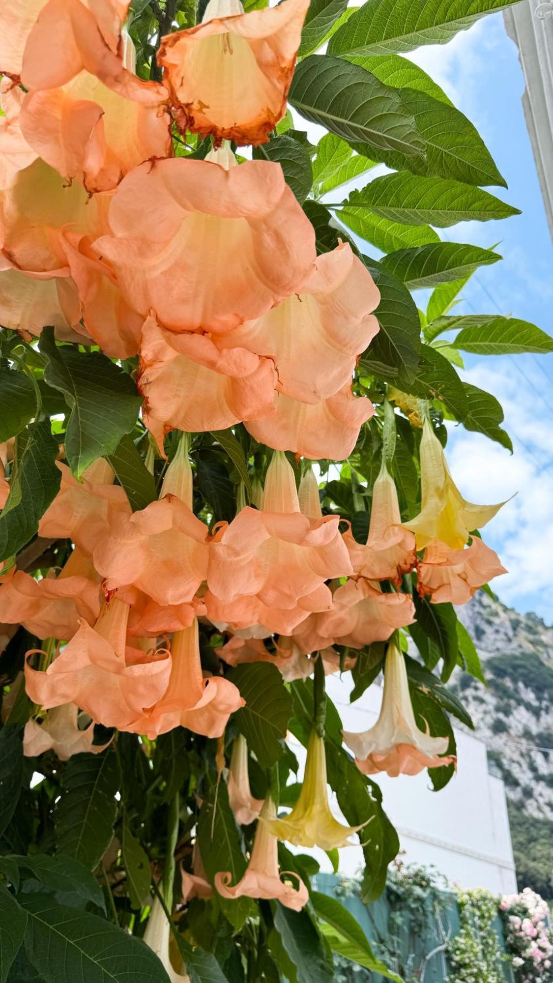 Bed & Breakfast Il Cigno *
