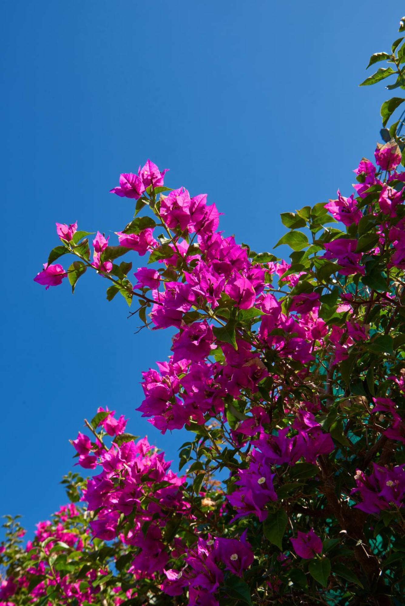 Holiday home La Casa Dei Merli Capri