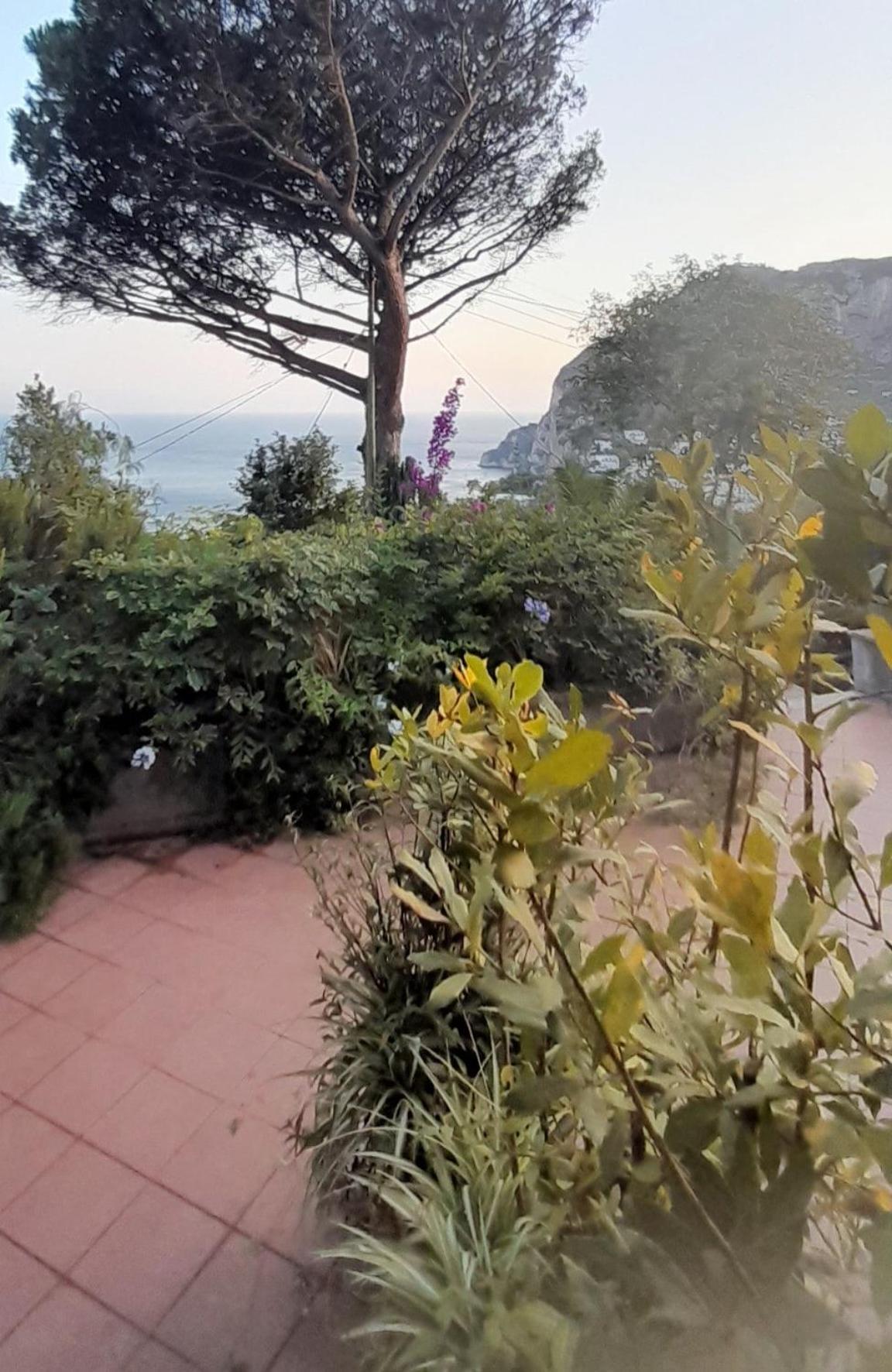 Rosetta Capri