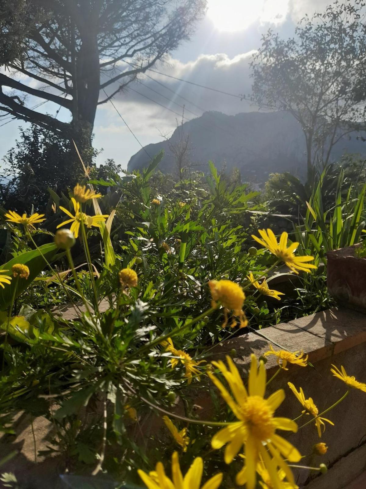 Rosetta * Capri
