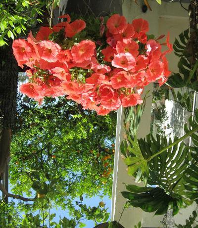 Albergo Italia - Vintage Hotel 2* Capri