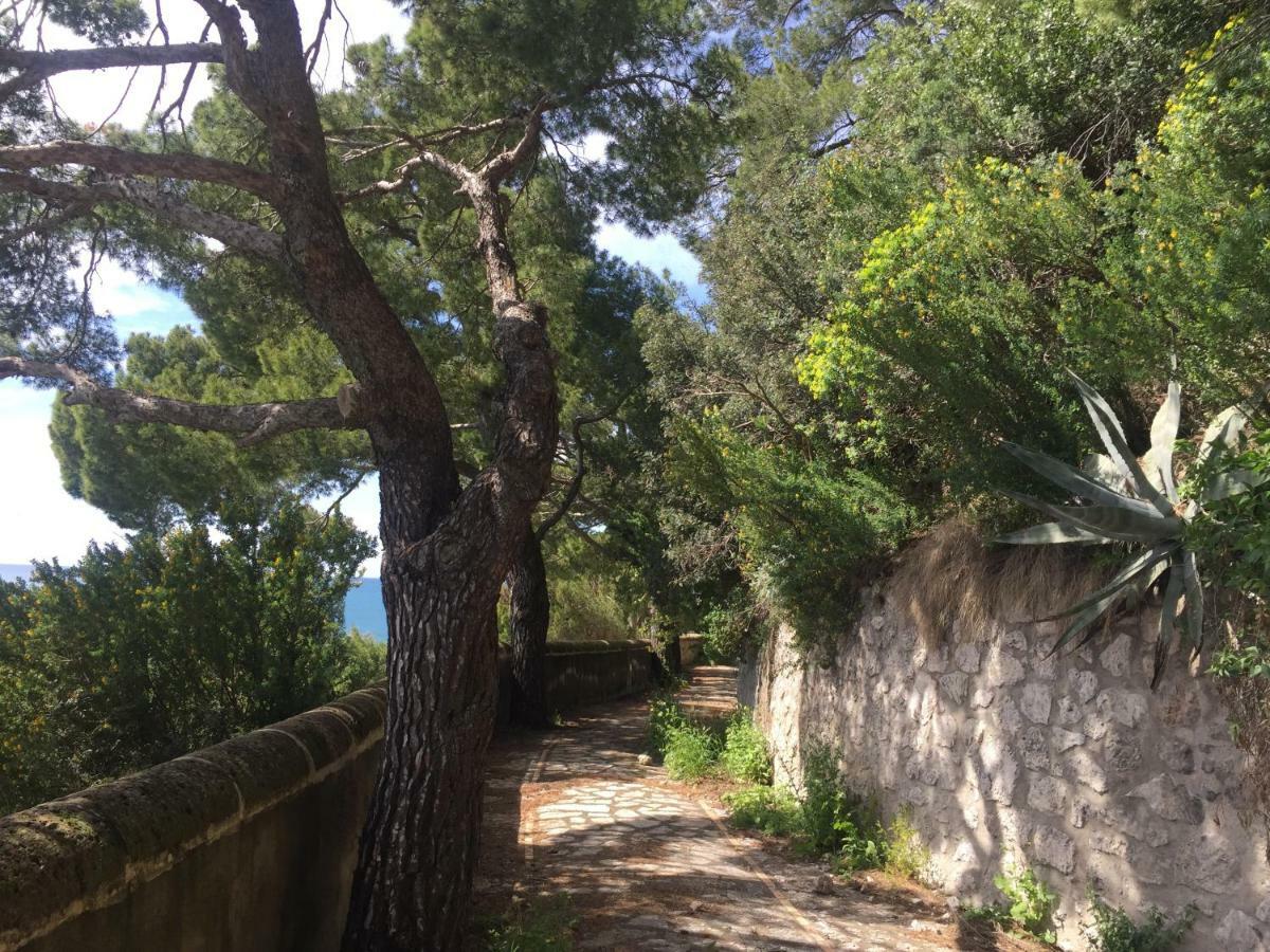 Guya * Capri