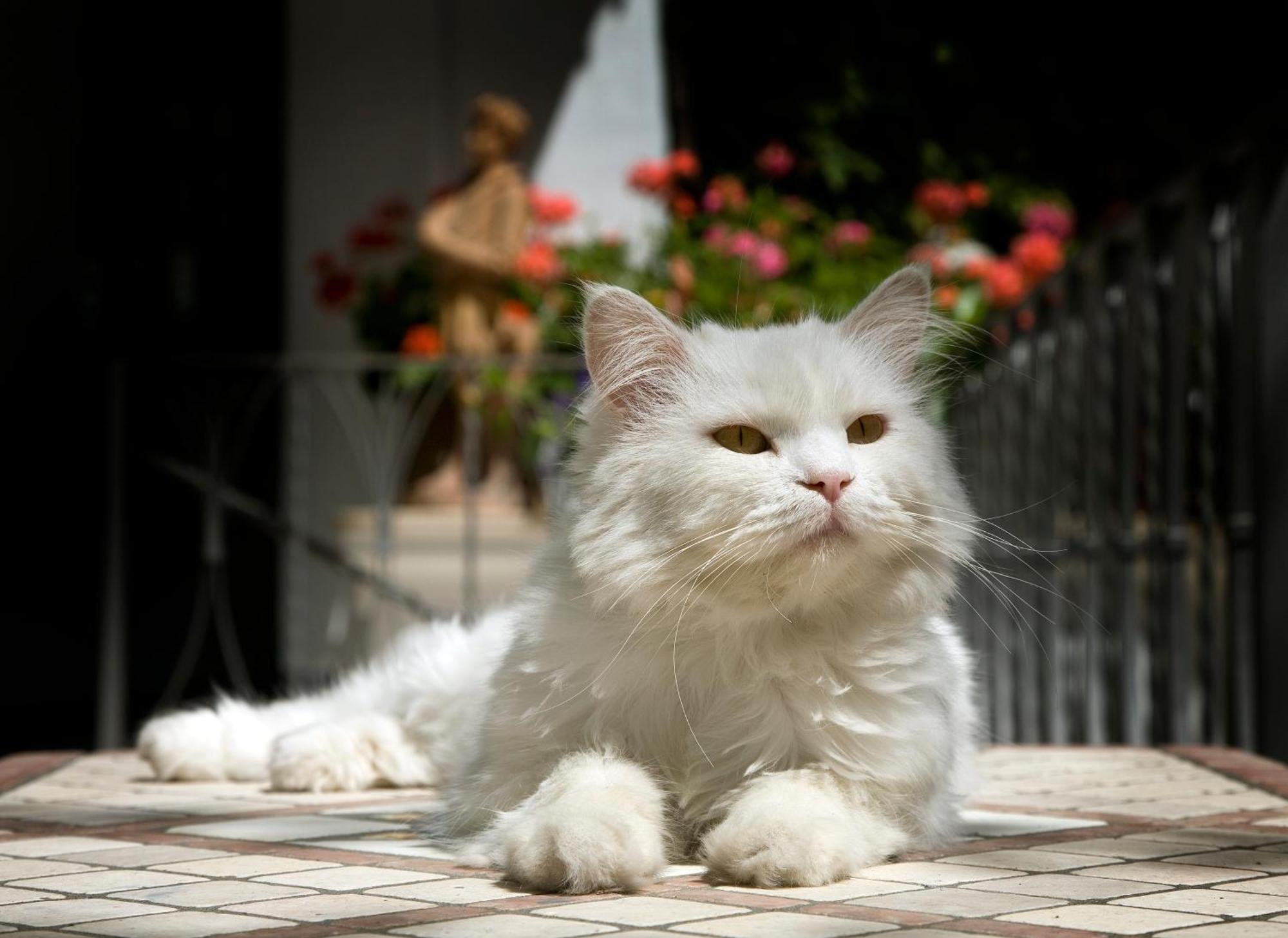 Gatto Bianco