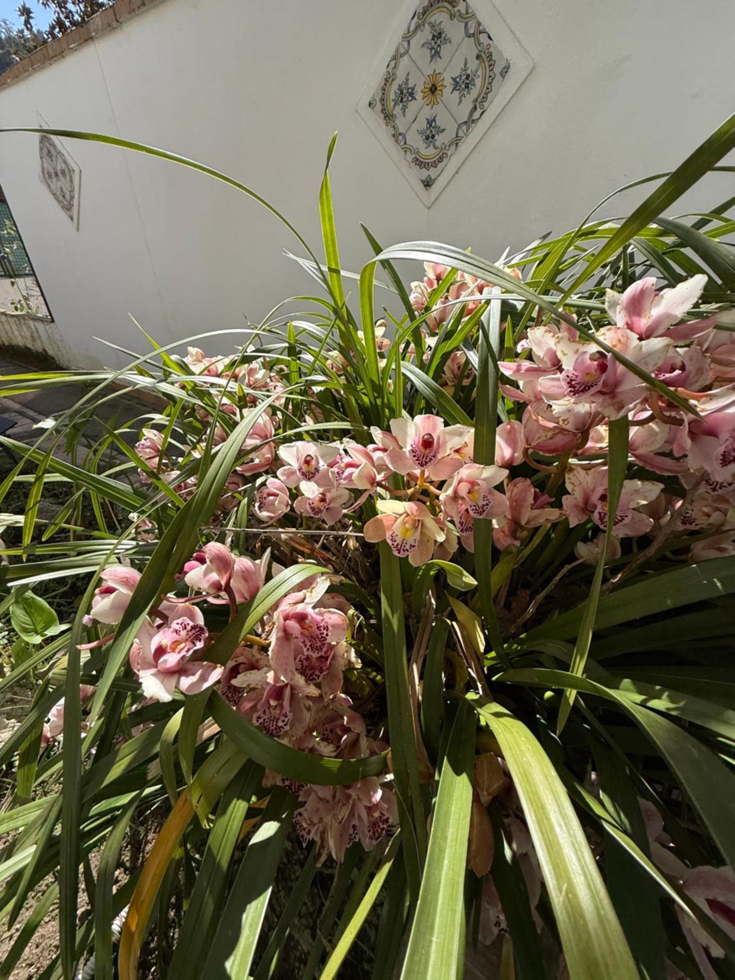 Affittacamere Striano - - Garden&art *