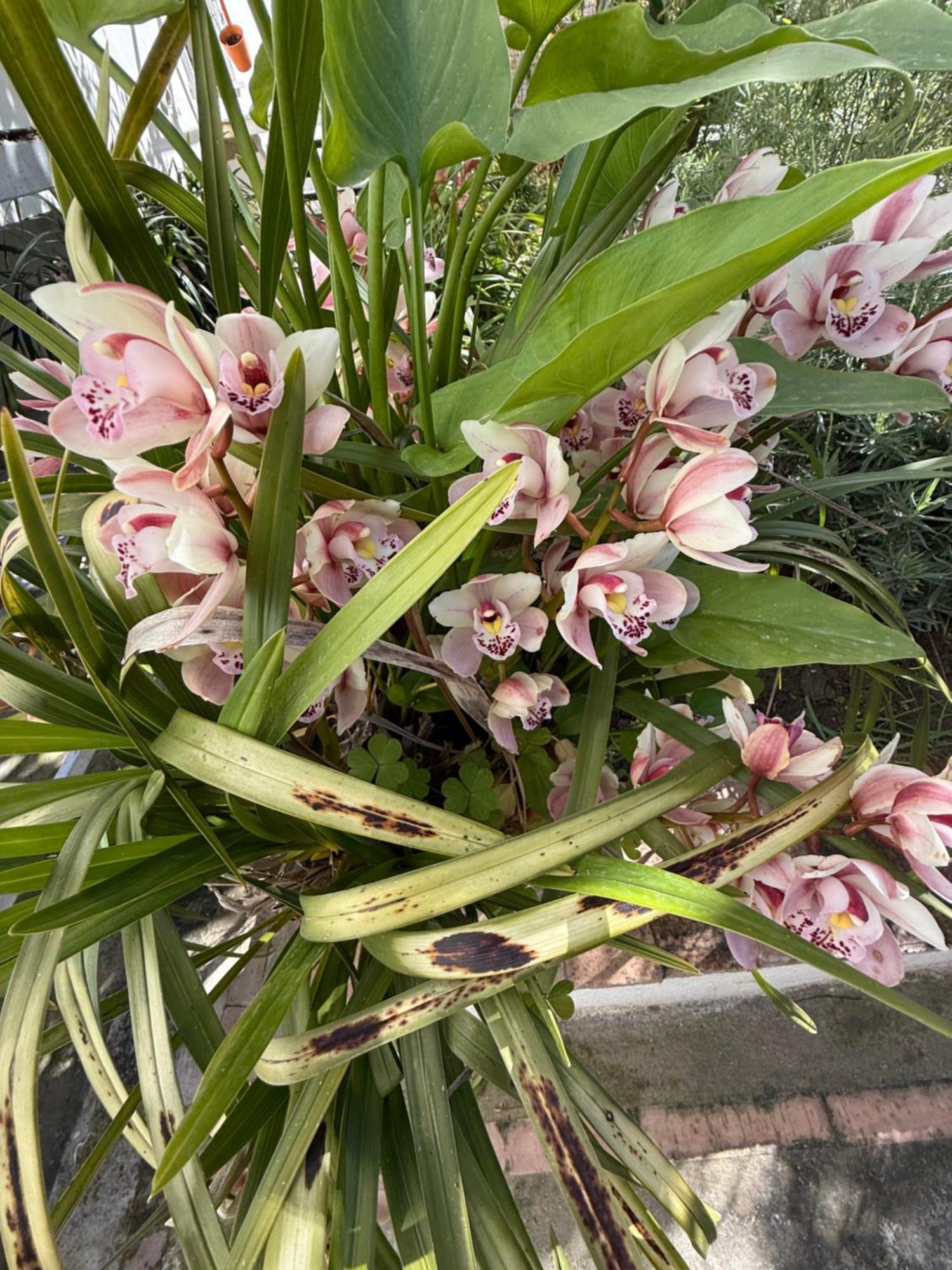 Affittacamere Striano - - Garden&art Capri