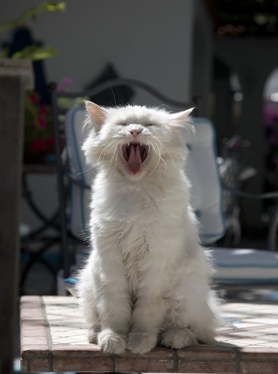 Gatto Bianco